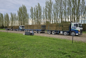 Hino trucks x2 full load straw 061023